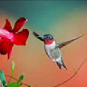 Meet your Posher, Artice